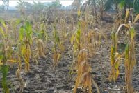 Foto, Ilustrasi Kebun Jagung dengan Batang Kering, Gagal Panen