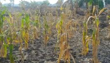Foto, Ilustrasi Kebun Jagung dengan Batang Kering, Gagal Panen