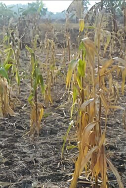 BUMDES ARTHA JAYA DESA SUKA JAYA,GAGAL TOTAL PANEN JAGUNG-SIAPA YANG BERTANGGUNG-JAWAB DANA KETAHANAN PANGAN DI DESA.