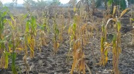 Foto, Ilustrasi Kebun Jagung dengan Batang Kering, Gagal Panen