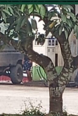 Pelangsir BBM Bersubsidi Jenis Solar Bebas Beroperasi di SPBU 24-372-25 Jujuhan Kabupaten Bungo