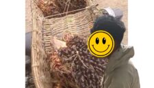 Foto Korban Saat diamankan beserta Buah Sawit di Ram jalan 6 unit 1 Rimbo Bujang.