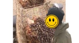 Foto Korban Saat diamankan beserta Buah Sawit di Ram jalan 6 unit 1 Rimbo Bujang.