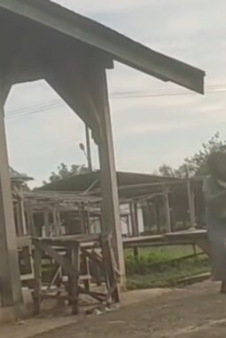 Remaja Putri Diduga Terlibat Perkelahian di Pasar Aur Cino, Orang Tua Korban Tempuh Jalur Hukum